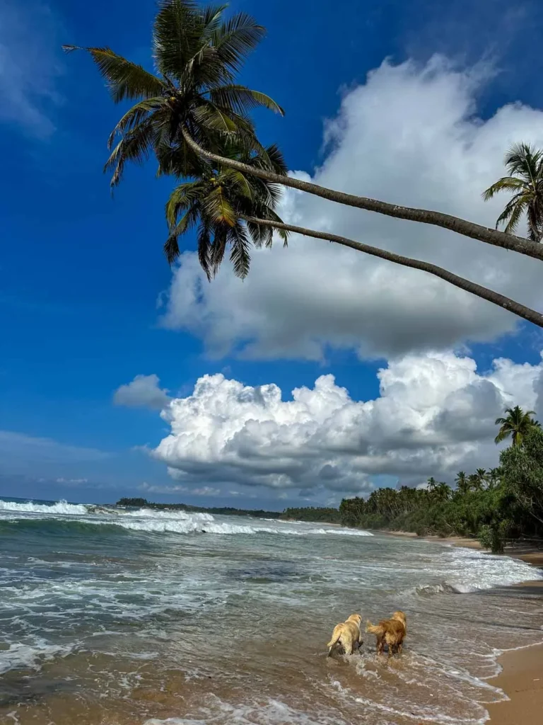 Sethmara Ayurbeach 9